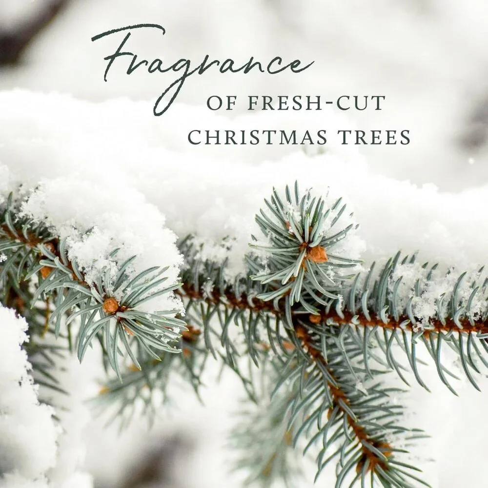 Frasier Fir Reed Diffuser Set – Includes Reeds, Fragrance Oil, and Frosted Glass - Picture 5 of 6
